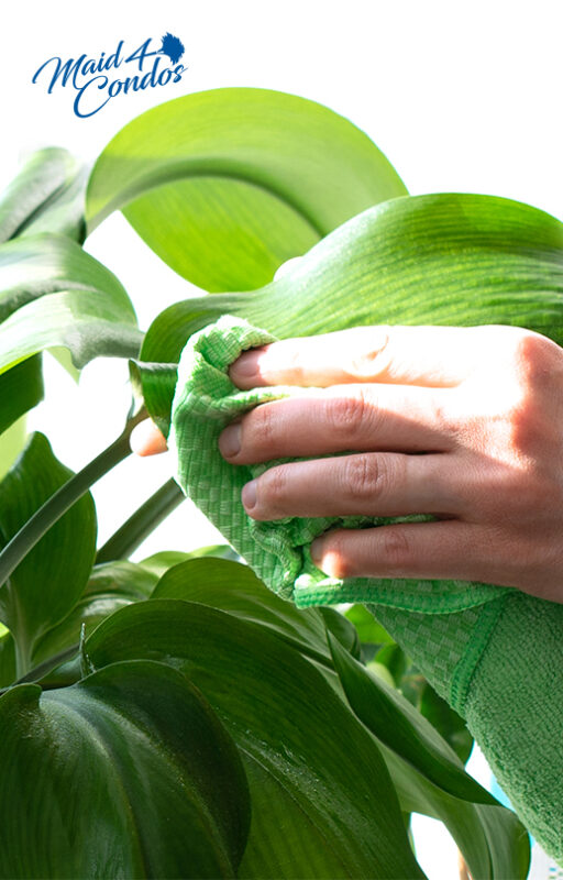 Is It Necessary to Clean My Houseplants?